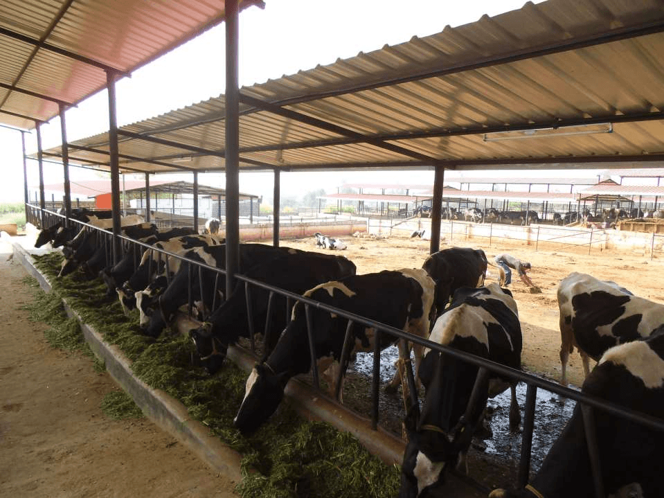 Dairy & Animal Husbandry Solutions